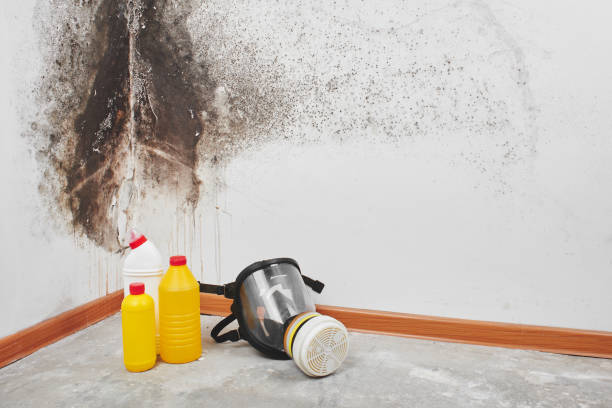 Best Attic Mold Removal  in Winters, TX