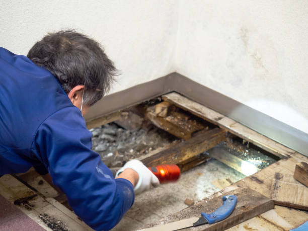 Best Mold Damage Repair  in Winters, TX