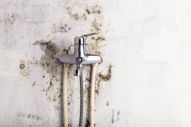 Best Fast Mold Removal  in Winters, TX