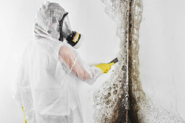 Best Fast Mold Removal  in Winters, TX