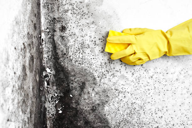 Best Emergency Mold Removal  in Winters, TX