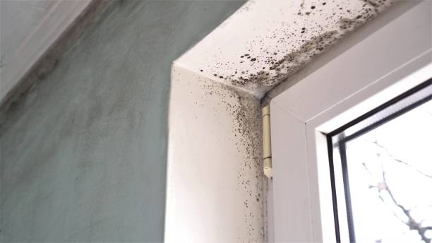 Best Mold Testing and Removal  in Winters, TX