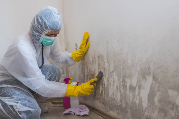 Best Mold Damage Repair  in Winters, TX