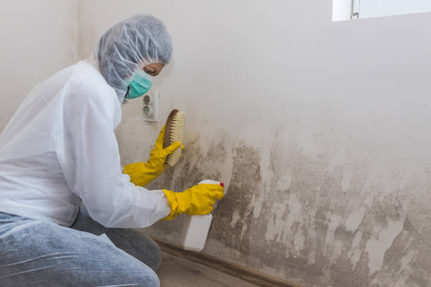 Best Emergency Mold Removal  in Winters, TX