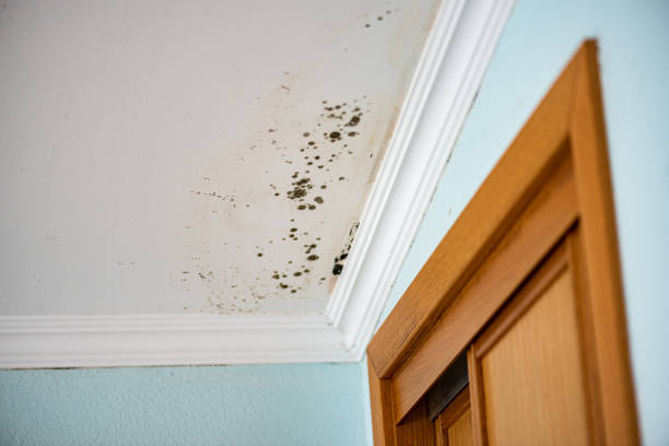 Best Home Mold Removal  in Winters, TX