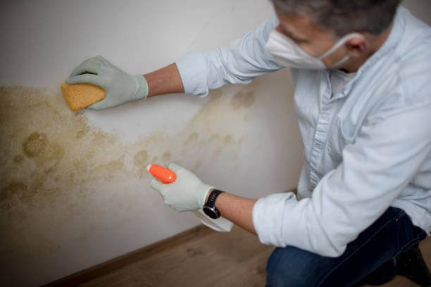 Best Certified Mold Removal  in Winters, TX