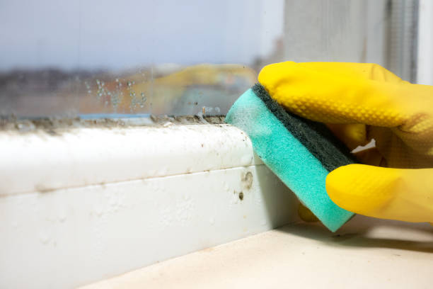 Best Attic Mold Removal  in Winters, TX