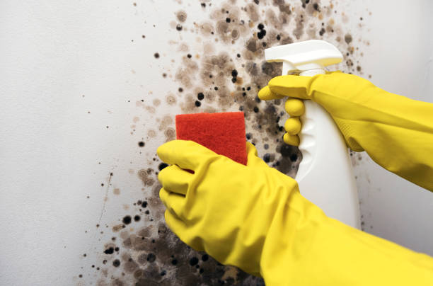 Best Mold Cleaning Services  in Winters, TX