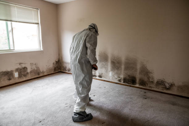 Best Emergency Mold Removal  in Winters, TX