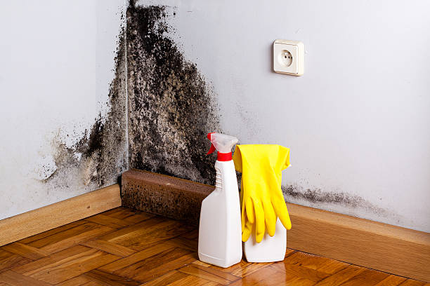 Best Same-Day Mold Removal  in Winters, TX