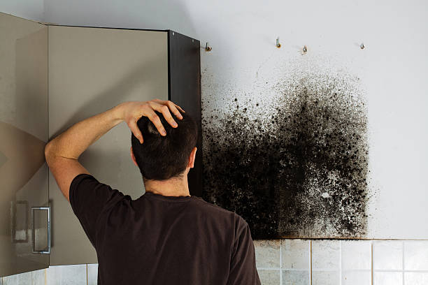 Trusted Winters, TX Mold Removal Experts