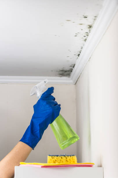 Best Toxic Mold Removal  in Winters, TX